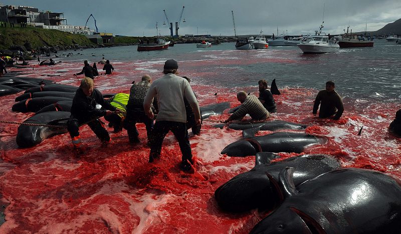 Las aguas del fiordo de Tórshavn, la capital de las Islas Feroe, se tiñen con el rojo de la sangre de los cetáceos, que son arrastrados hasta la orilla y brutalmente sacrificados.