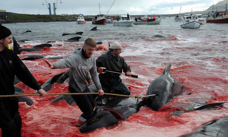 El arpón de los pescadores desgarra el cuello de los cetáceos para seccionarles la espina dorsal.