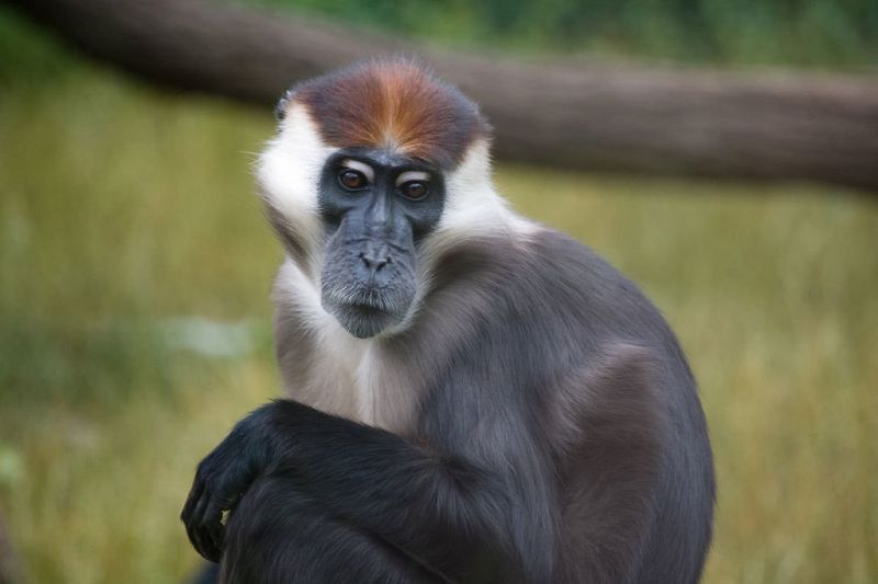El mangabeye de boina roja es un primate presente en Nigeria, Gabón y el Congo.