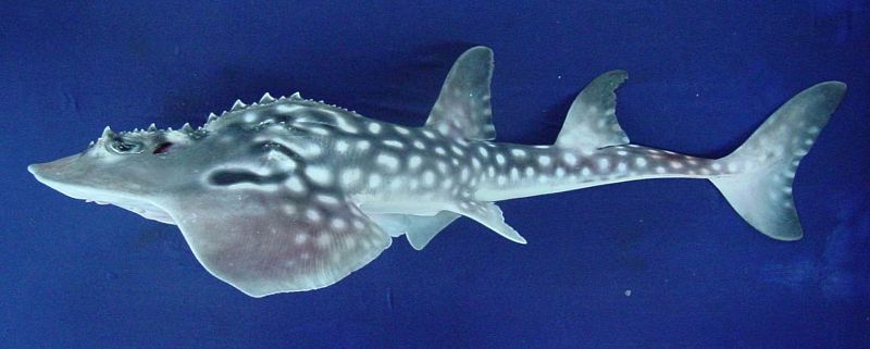 El tiburón raya es una especie de la familia Rhinidae que se encuentra en las costas del Mar Rojo y del África Oriental.