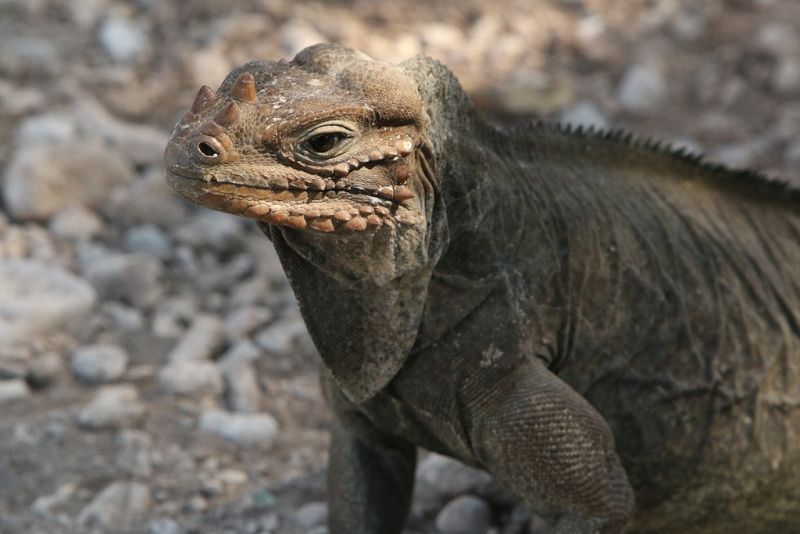 La iguana cornuda o iguana rinoceronte es un reptil endémico de la isla de La Española.¿