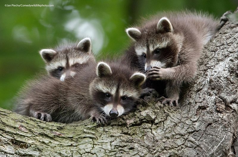 Un grupo de mapaches que parecen estar jugando a contarse secretos