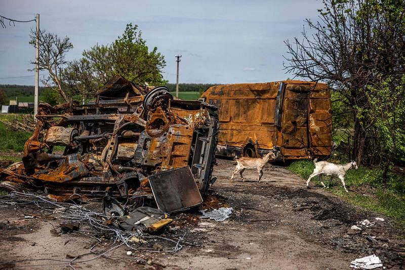 Unas cabras cruzan una calle entre vehículos quemados en el pueblo de Vilkhivka, cerca de la ciudad oriental de Járkov