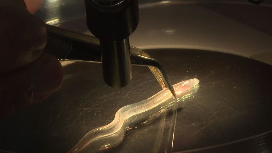 La angula es bjeto de estudio científico para asegurar su pervivencia como especie