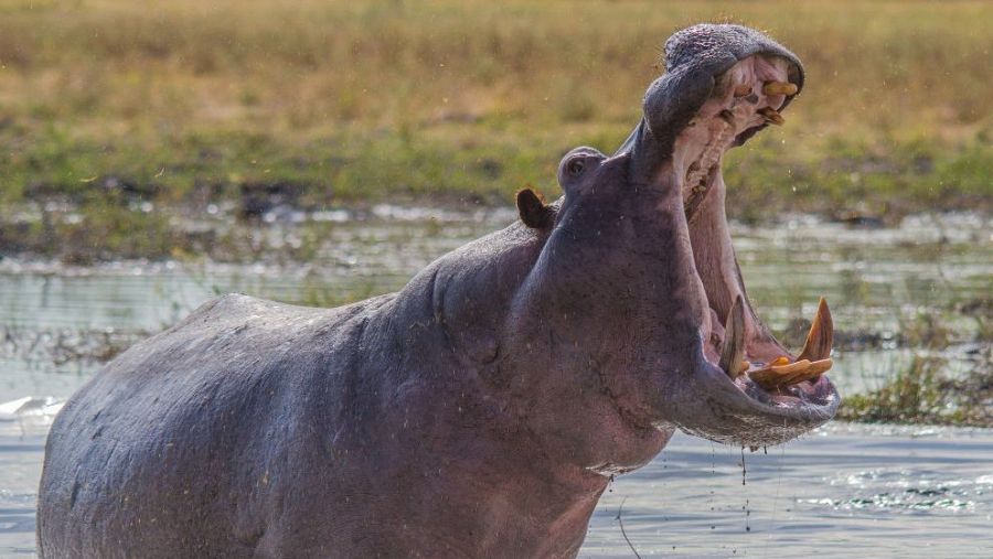 El Condensador de Fluzo - Los Hipopótamos de Pablo Escobar catalogados como especie invasora desde 2022