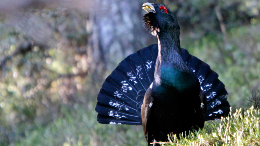 Urogallo cantábrico continúa en peligro de extinción
