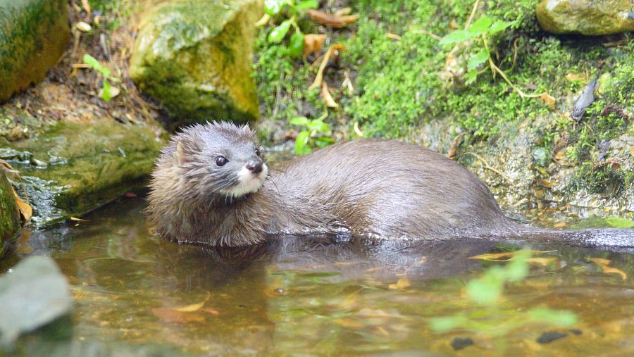 Visón europeo continúa en peligro de extinción este 2024