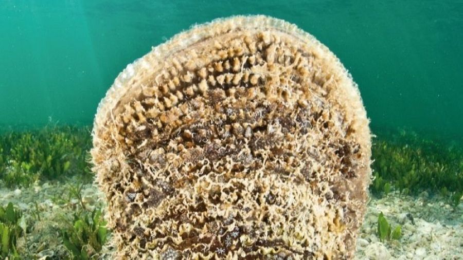 La nacra, el gran molusco del Mediterráneo, continúa en peligro de extinción en España