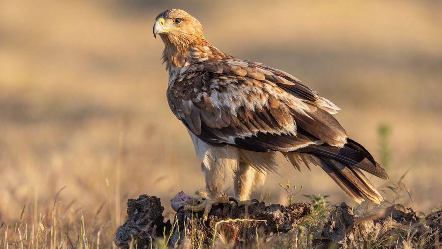 Águila imperial ibérica en peligro de extinción
