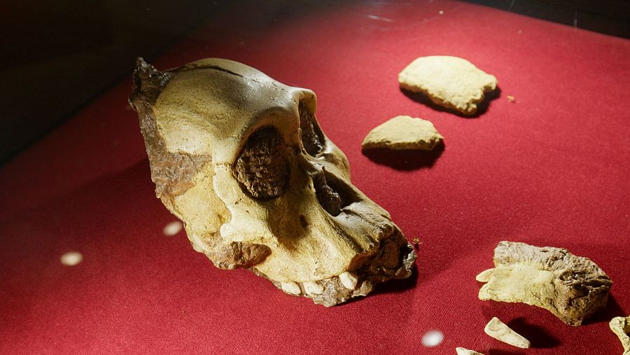 El 'Australopithecus sediba' es una mezcla entre el australopiteco y el hombre moderno.