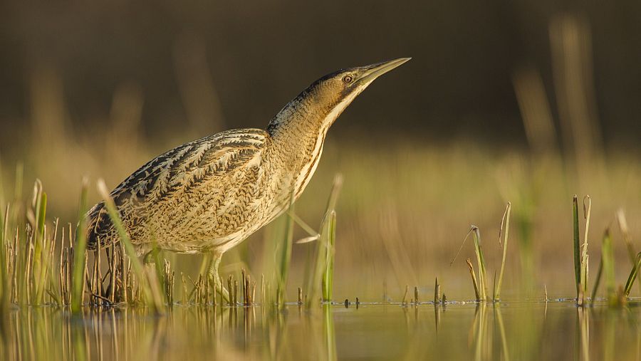 Avetoro común en peligro de extinción en España