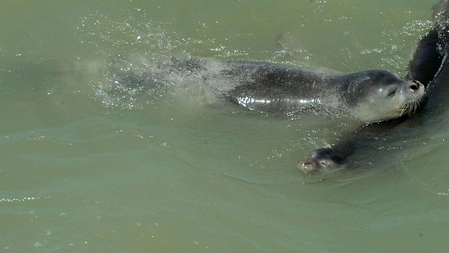 Foca monje en peligro crítico de extinción en España