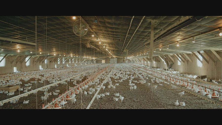 Granja con cientos de pollos de engorde.