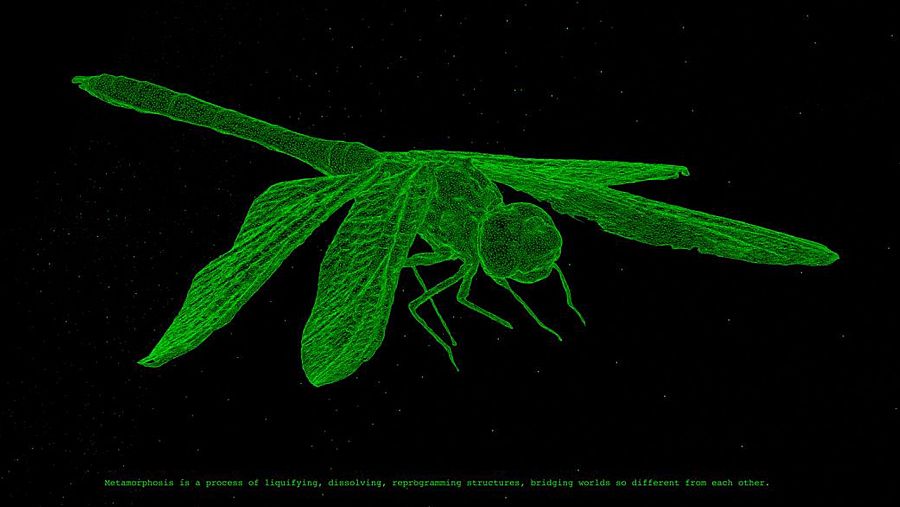 Souvenirs Entomologiques #1:Odonata /Weathering Data (Sybille Neumeyer, 2020)