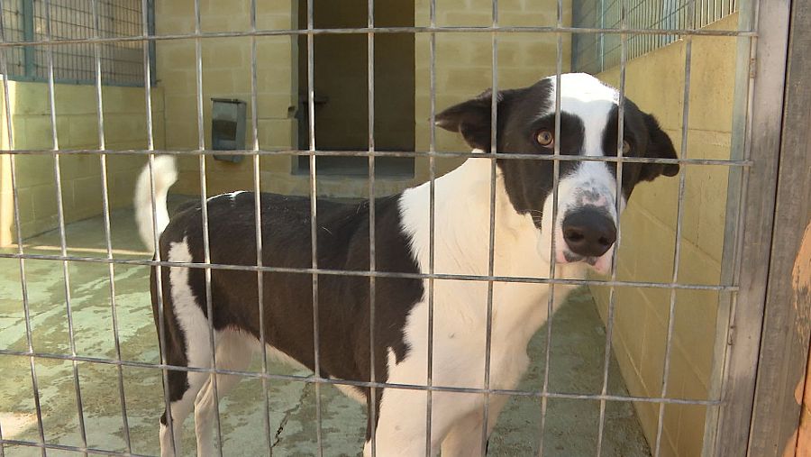 Las protectoras afirman que desde la aprobación de la ley ha habido un alud de abandonos