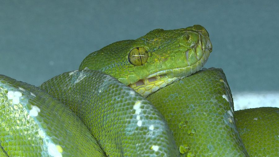 Una pitón verde australiana criada en cautividad en el SnakeRoom Serpentarium de Fuengirola