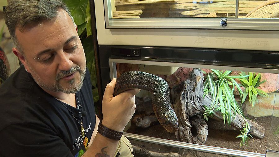 Pepe Cordero lleva más de 20 años criándo reptiles y es fundador de SnakeRoom Serpentarium de Fuengirola