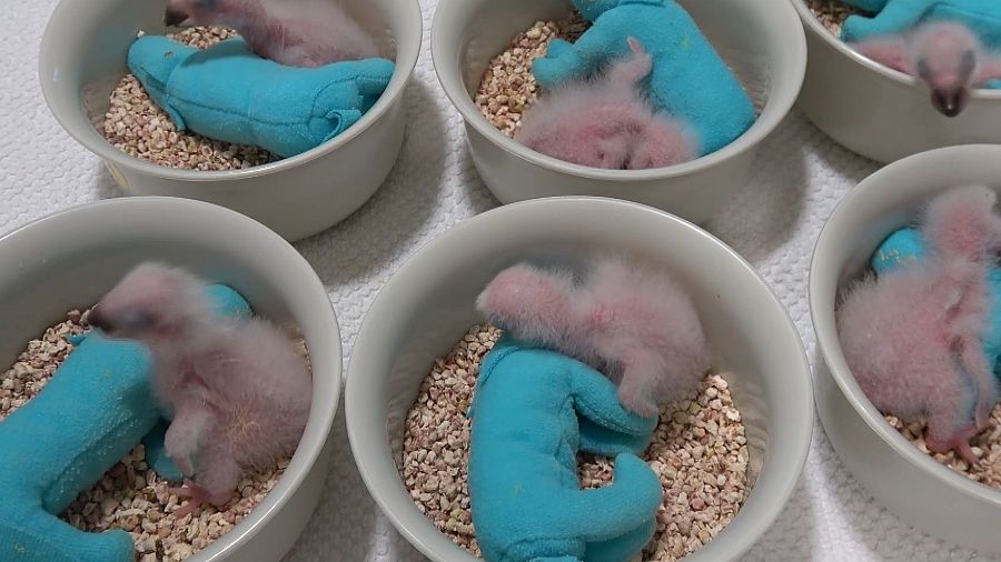 En Psittacus Catalonia hace más de 25 años que crían loro gris