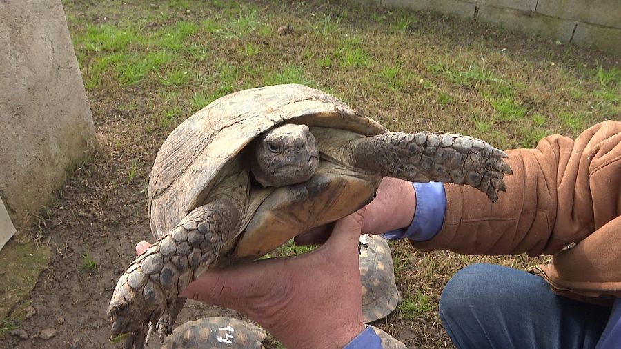 En Zarza la Mayor (Cáceres) está TortugasBcn/Extrem, un núcleo zoológico y centro de cría de tortugas