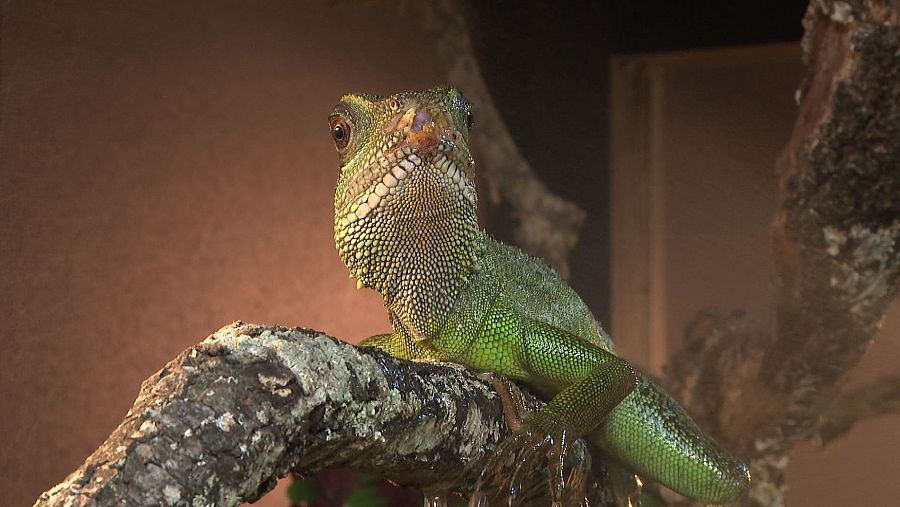 Se teme que hayan muchos abandonos de animales exóticos por la ley