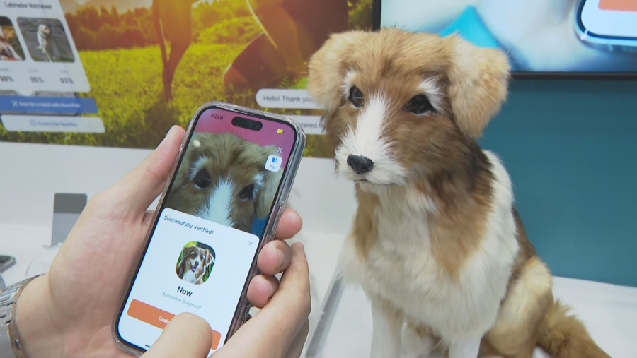 Petnow es una aplicación que permite encontrar las mascots si se pierden