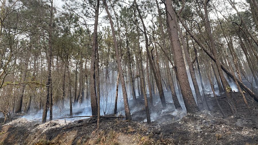 Bosque quemado en Valdés