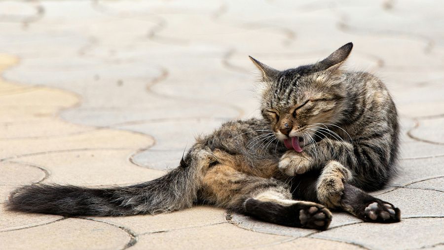 Cuando un gato se lame o acicala, las sustancias nocivas llegan a su boca.