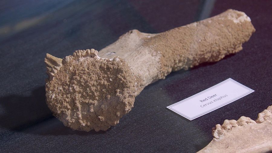 Los neandertales 'marítimos' de Vanguard también cazaron ciervos.