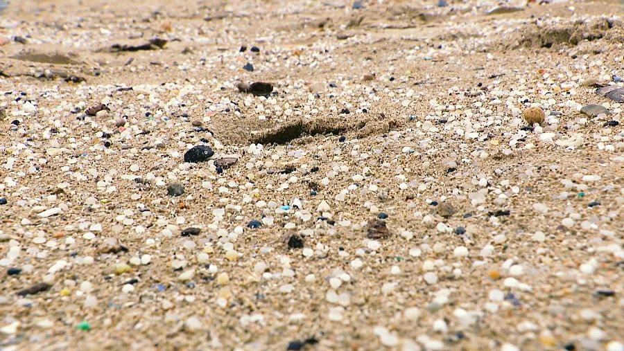 Acumulación de pellets sobre la arena | RTVE