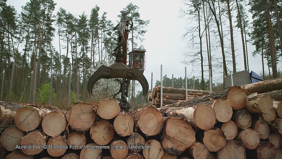 Una máquina apilar troncos en un bosque