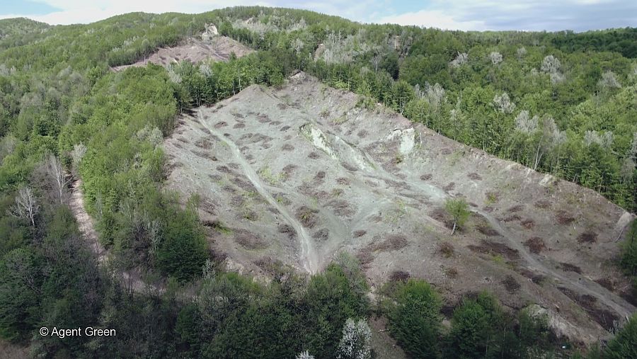 imagen de bosque talado y deforestado