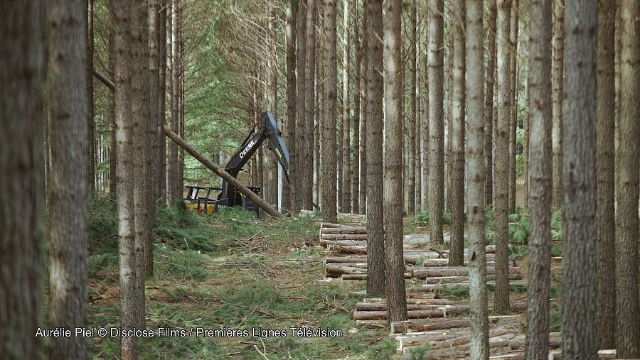 Máquina corta pinos en la plantación de un bosque