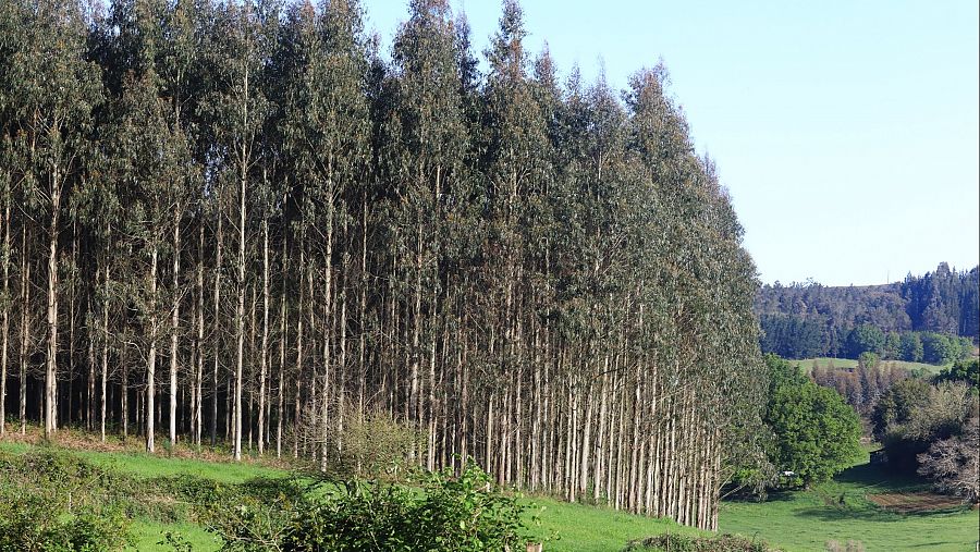 Monocultivo de eucalipto en Galicia.
