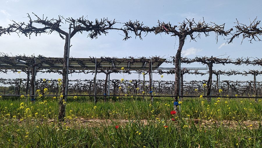 Paneles solares y viñedos en el proyecto Winesolar, en Toledo