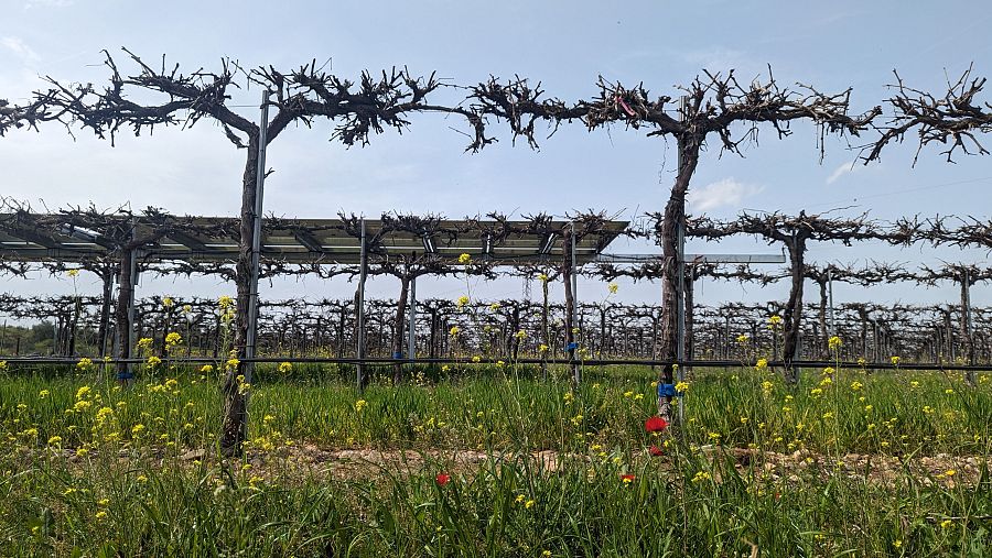 Paneles solares y viñedos en el proyecto Winesolar, en Toledo