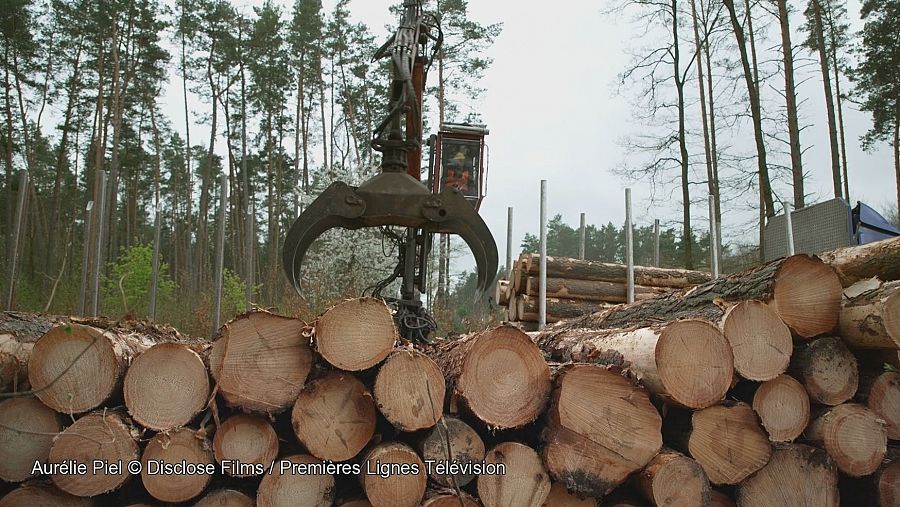 Ikea, el señor de los bosques