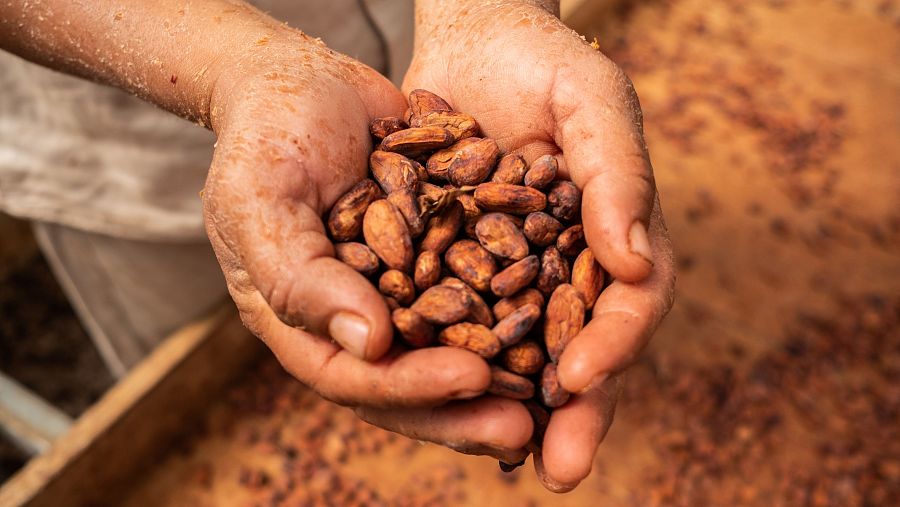 El precio del cacao por las nubes: se ha encarecido 135% en lo que va de año