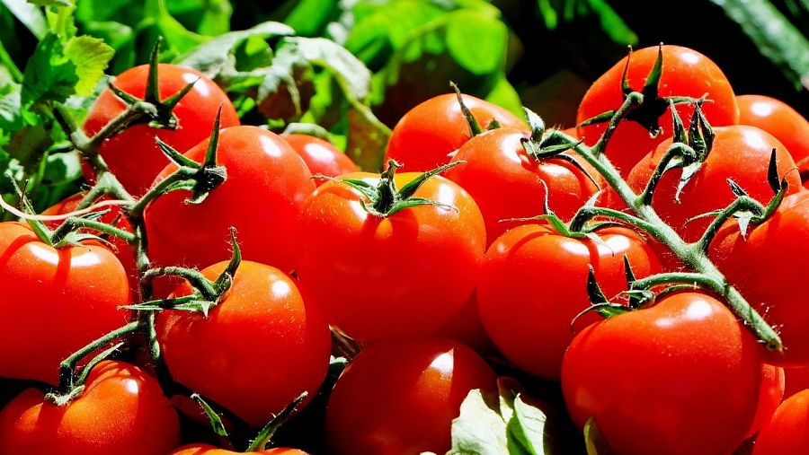 Tomates idénticos