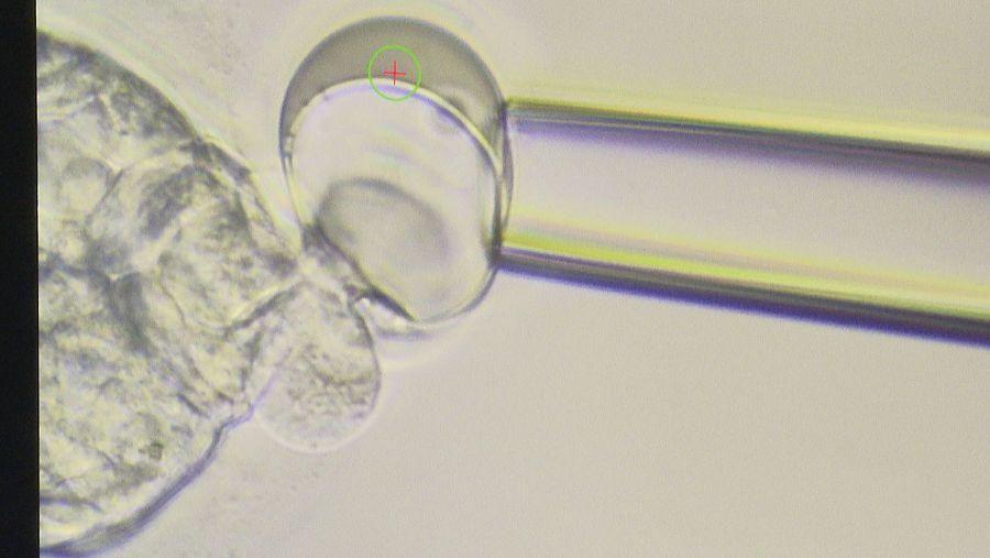 Los óvulos se congelan sin agua para evitar que se rompan