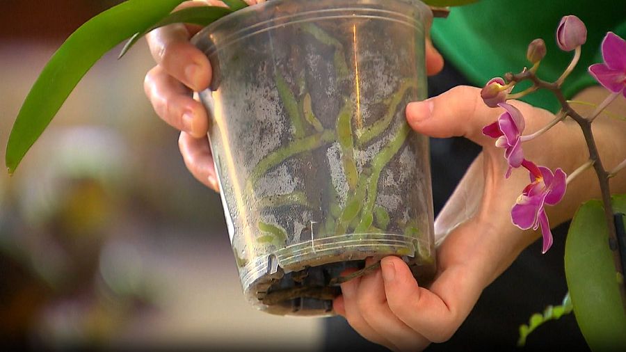 Arrels perden el seu color