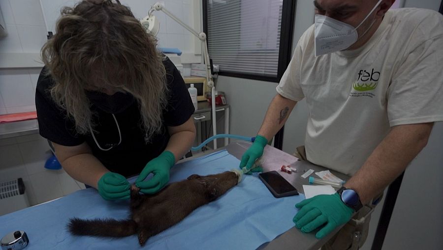 En el centro de cría en cautividad FIEB, se realiza revisiones veterinarias de forma rutinaria a los visones europeos que acoge