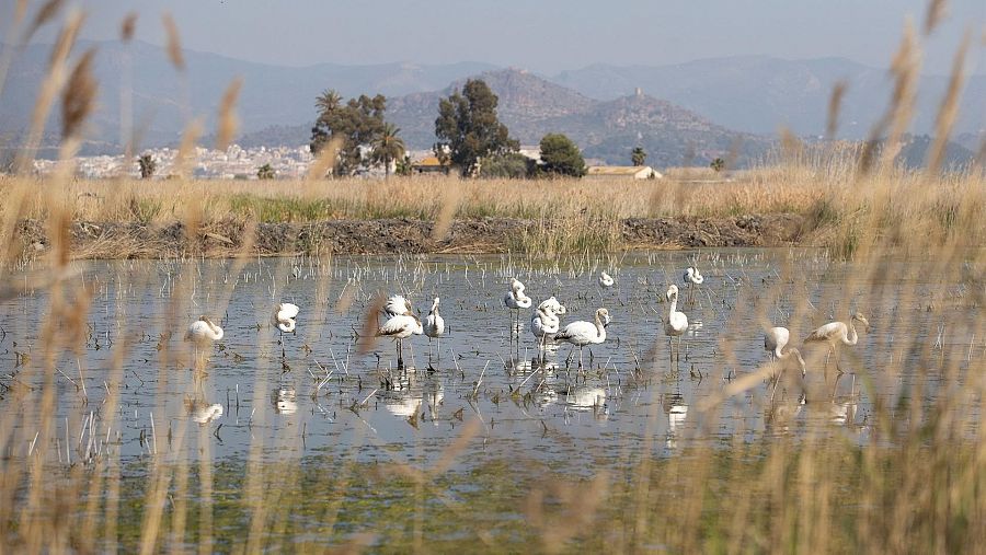 Una colonia de flamencos campa a sus anchas en la Marjal de Almenara