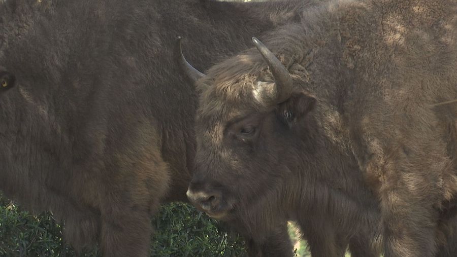 Los bisontes ayudas a la recuperación del ecosistema