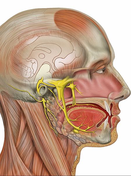 Así es el nervio trigémino