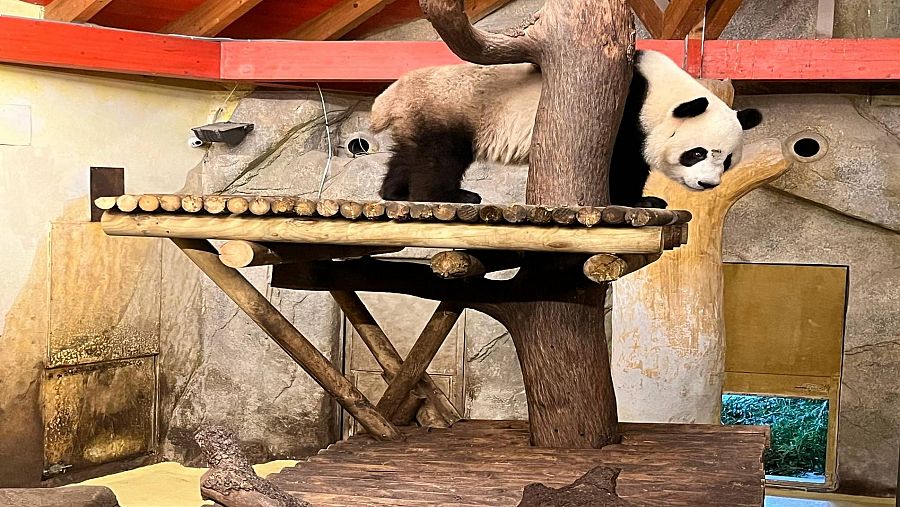 La panda Jin Xi en su nuevo hogar en el zoo de Madrid