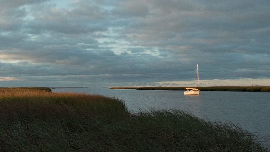 Río donde navega un velero y unos juncos en primer plano