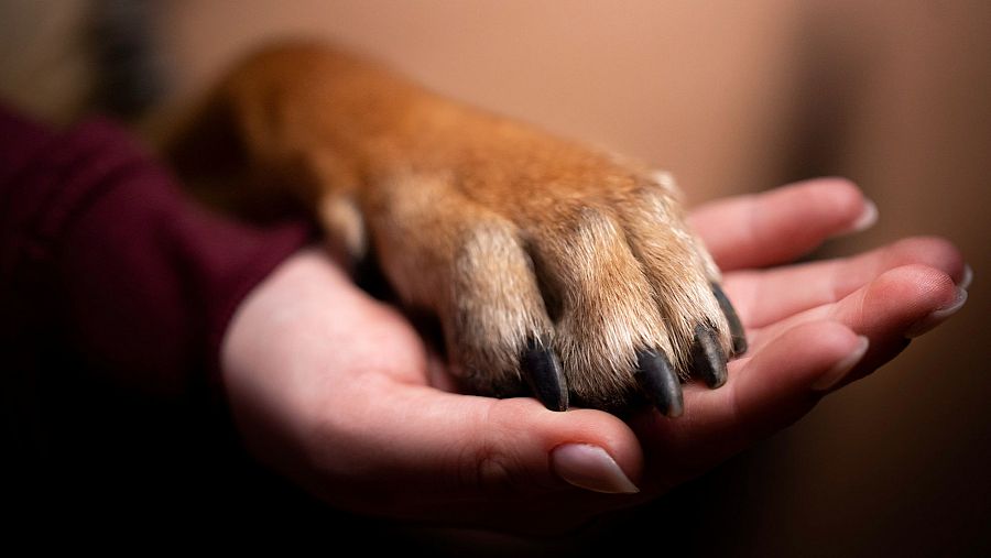 Una pata de perro sobre una mano abierta hacia arriba de una persona.