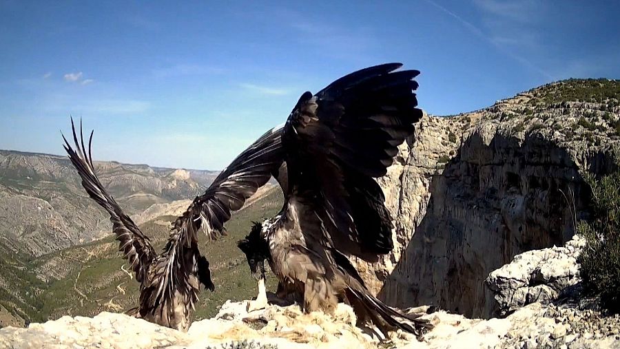 Los quebrantahuesos y otros buitres pueden morir bajo las aspas de los aerogeneradores