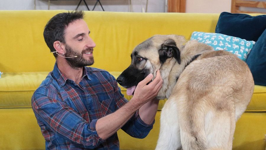 Hablar con la mascota te ayuda a evadir la soledad y a sentirte mejor.