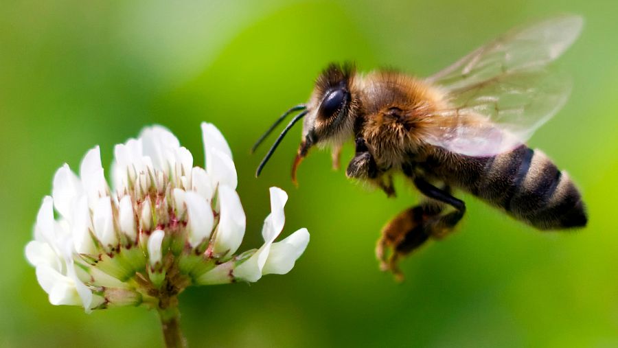 Día mundial de las abejas: apicultura urbana.